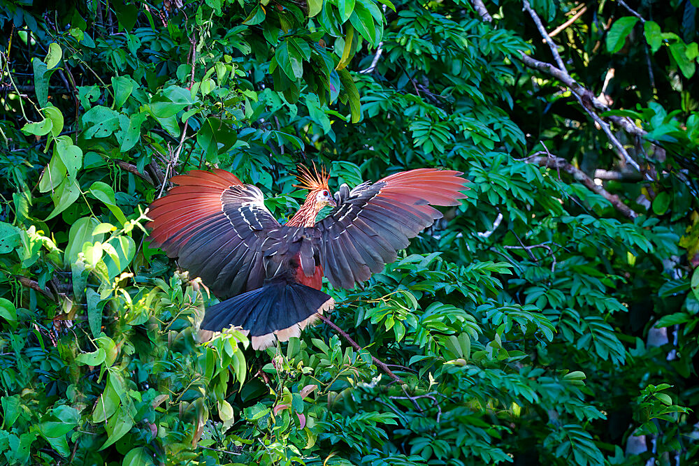 Hoatzin or Andean Coot (Opisthocomus hoazin) in flight, Manu National Park cloud forest, Peru