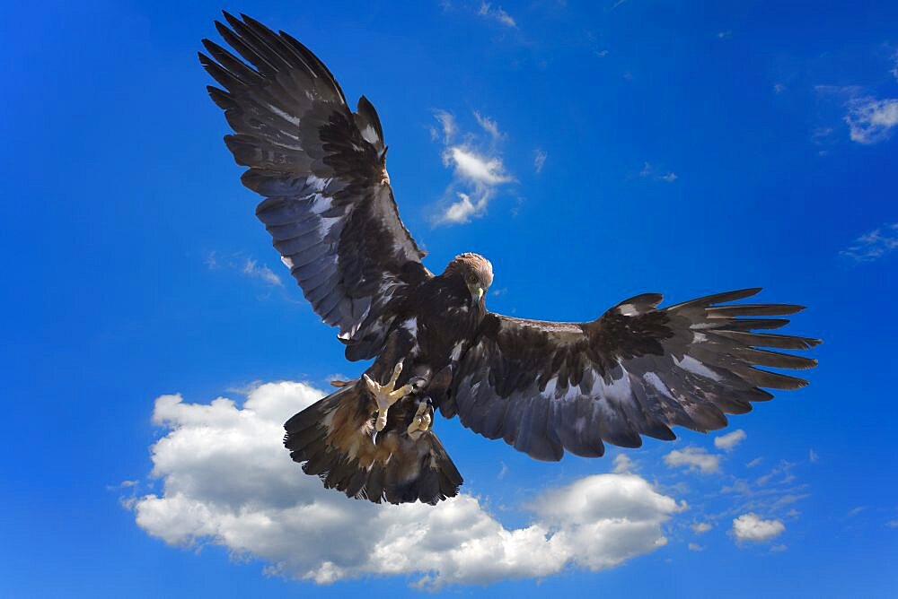 Golden Eagle (Aquila chrysaetos) in flight, Song kol lake, Naryn region, Kyrgyzstan