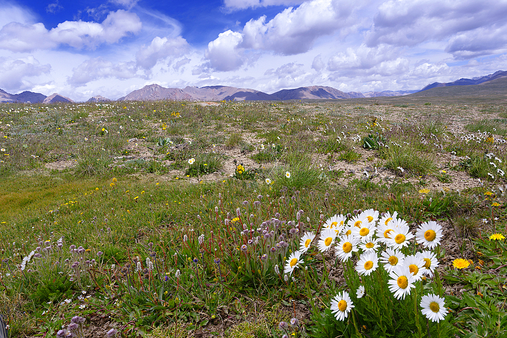 Alpine Daisy, Tian Shan mountains, Naryn Region, Kyrgyzstan, Central Asia, Asia