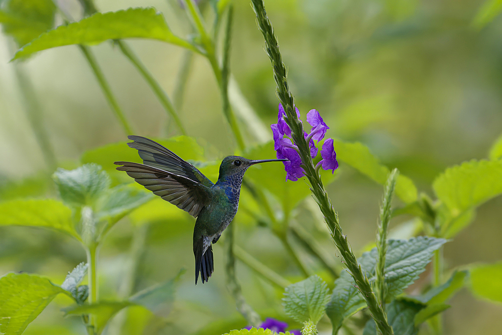 Female White necked Jacobin (Florisuga Mellivora), a type of hummingbird, in flight, Manu National Park cloud forest, Peru, South America