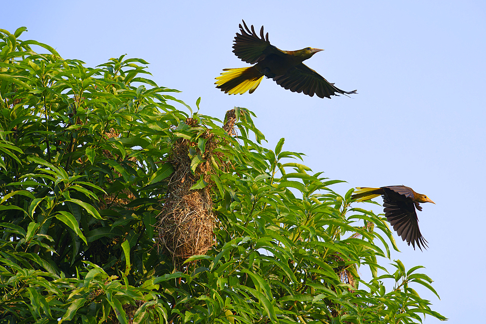 Flying Crested Oropendolas (Cornbirds) (Psarocolius decumanus) over nesting place, Manu National Park, Peruvian Amazon, Peru, South America