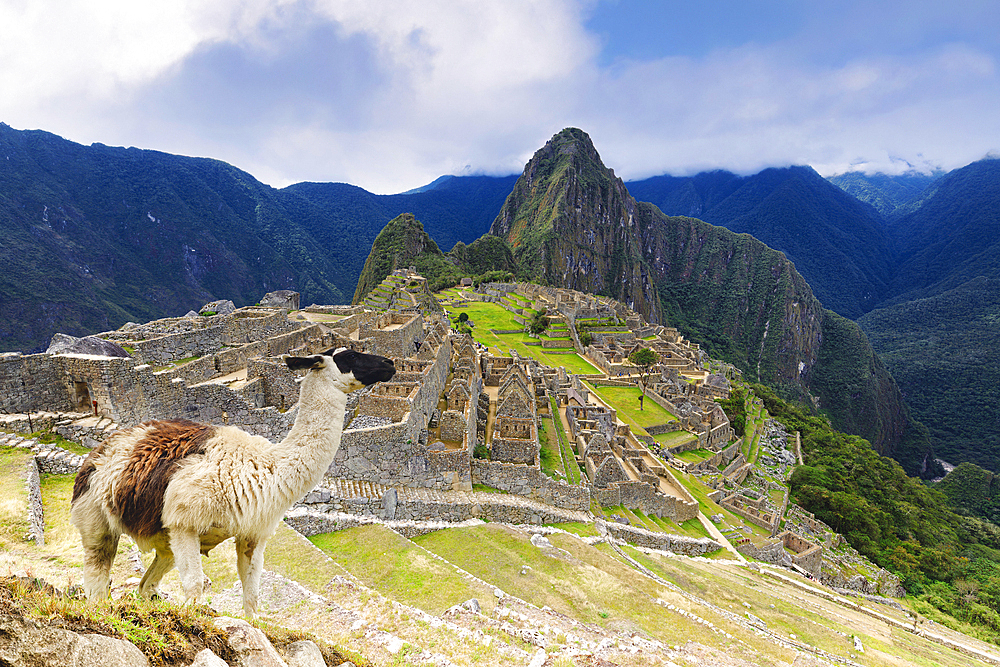 Machu Picchu, UNESCO World Heritage Site, with llama in front of the ruined city of the Incas with Mount Huayana Picchu, Andes Cordillera, Urubamba province, Cusco, Peru, South America