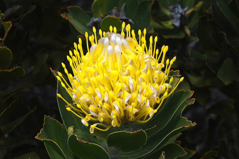 Blooming Pincushion Protea (Leucospermum species), Table Mountain National Park, Cape Town, South Africa, Africa