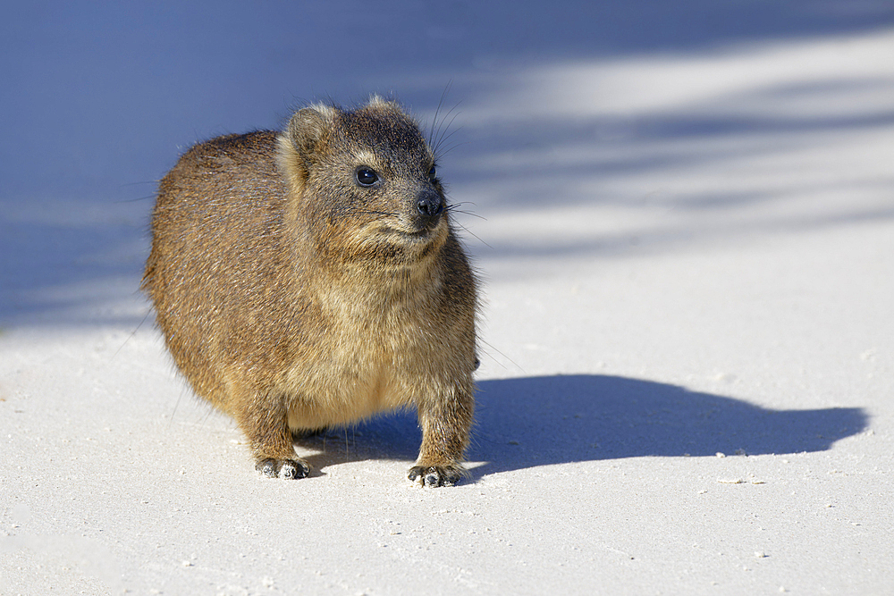 Hyrax (Procavia capensis) on white sand, Boulder's Beach, Cape Town, South Africa, Africa