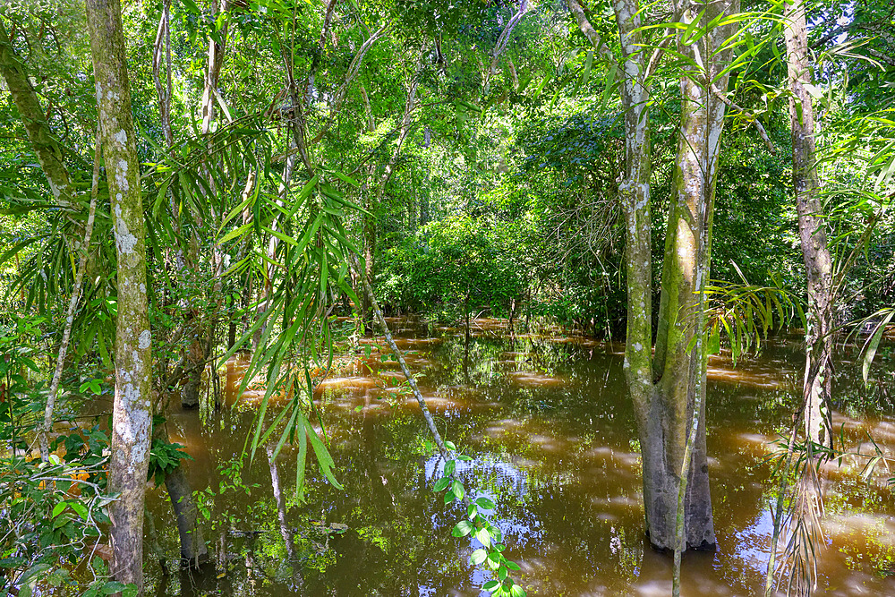 Flooded forest along the Rio Negro, Manaus, Amazonia State, Brazil, South America