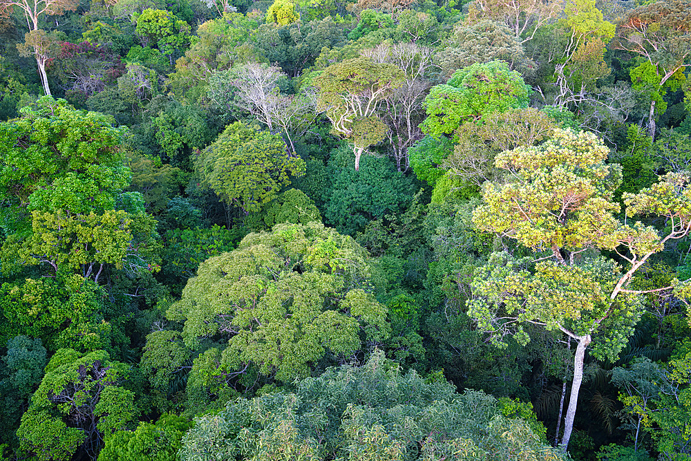 View over the canopy of the Adolpho Ducke Forest Reserve, Manaus, Amazonia State, Brazil, South America