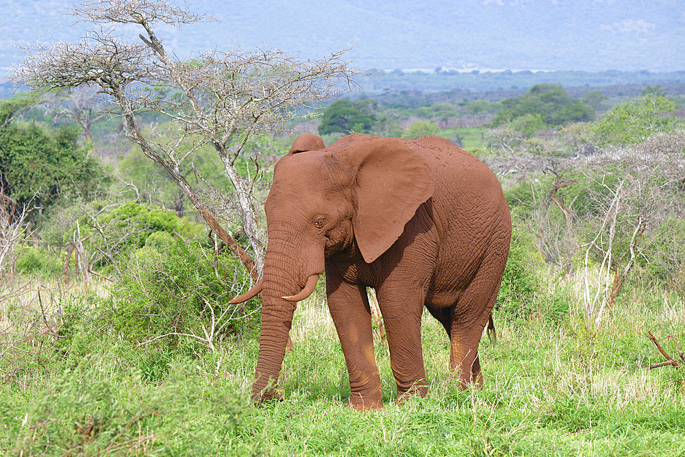 African bush elephant (Loxodonta africana) covered with red soil walking in the savannah, Kwazulu Natal Province, South Africa, Africa