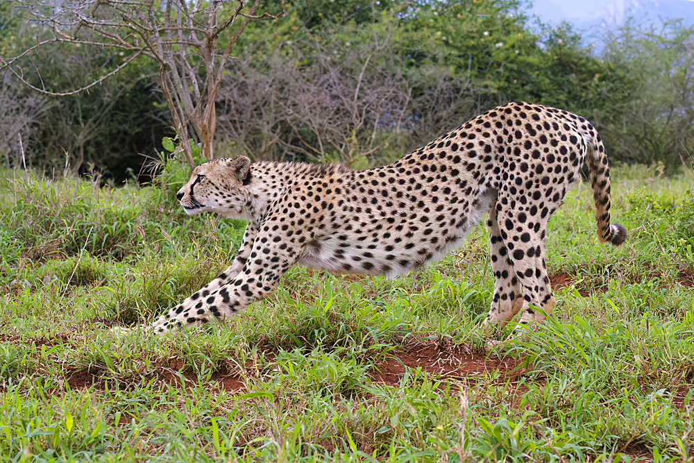 Young Southeast African cheetah (Acinonyx jubatus jubatus) stretching in the savannah, Kwazulu Natal Province, South Africa, Africa