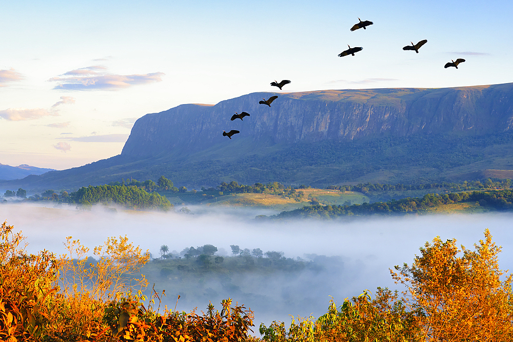 Flock of Bare-faced Ibis (Phimosus infuscatus) flying over Serra da Canastra Mountains, Minas Gerais state, Brazil, South America