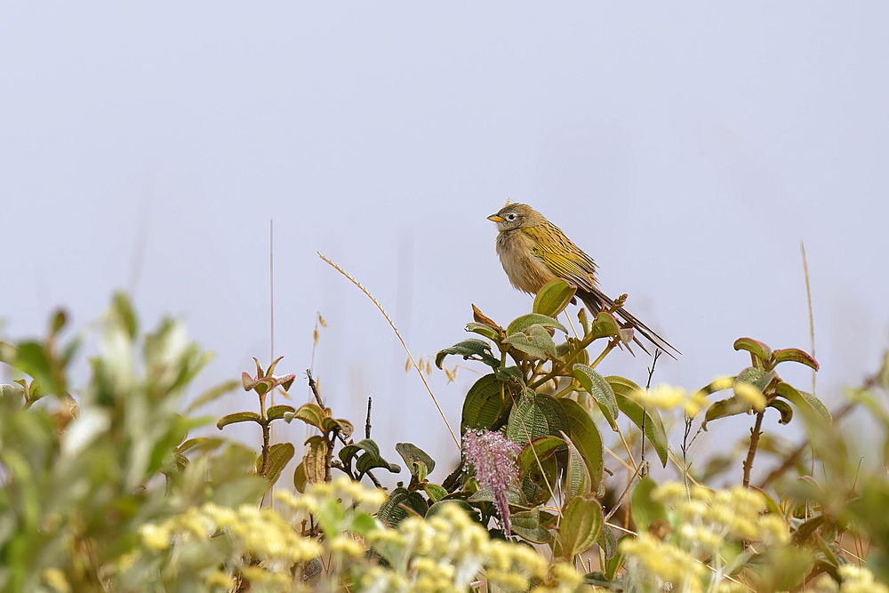 Wedge-tailed GrassFinch (Emberizoides herbicola), Serra da Canastra National Park, Minas Gerais, Brazil, South America