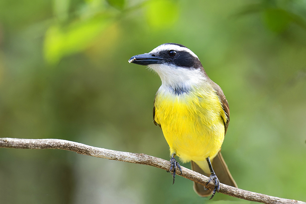 Great Kiskadee (Pitangus sulphuratus), Serra da Canastra National Park, Minas Gerais, Brazil, South America