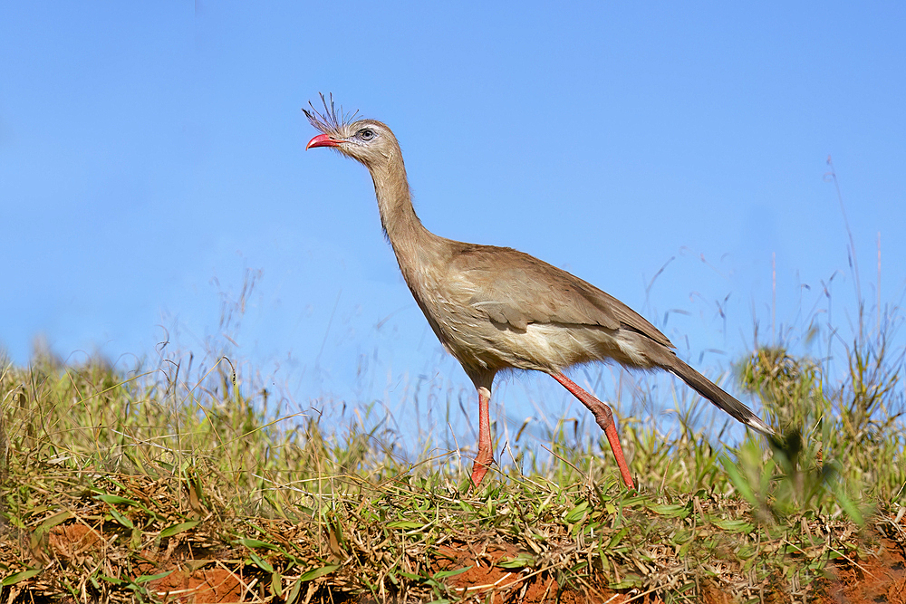 Red-legged Seriema (Crested Seriema) (Cariama cristata) on red soil, Serra da Canastra National Park, Minas Gerais, Brazil, South America