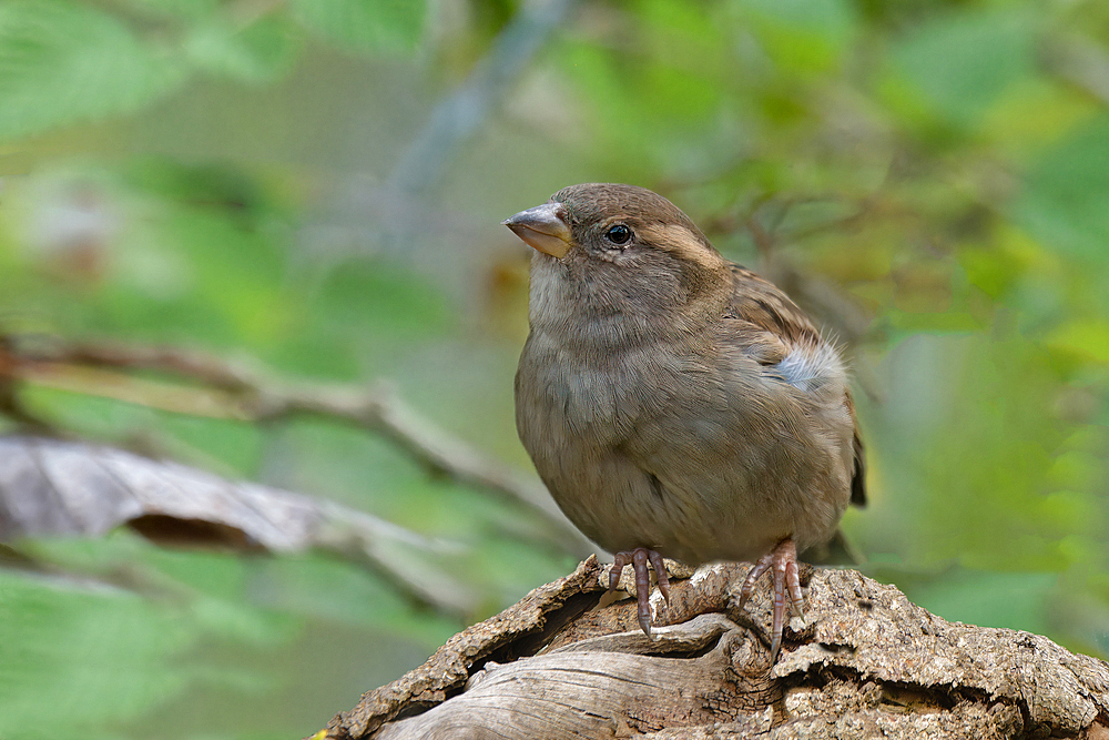 House Sparrow (Passer domesticus), Serra da Canastra National Park, Minas Gerais, Brazil, South America