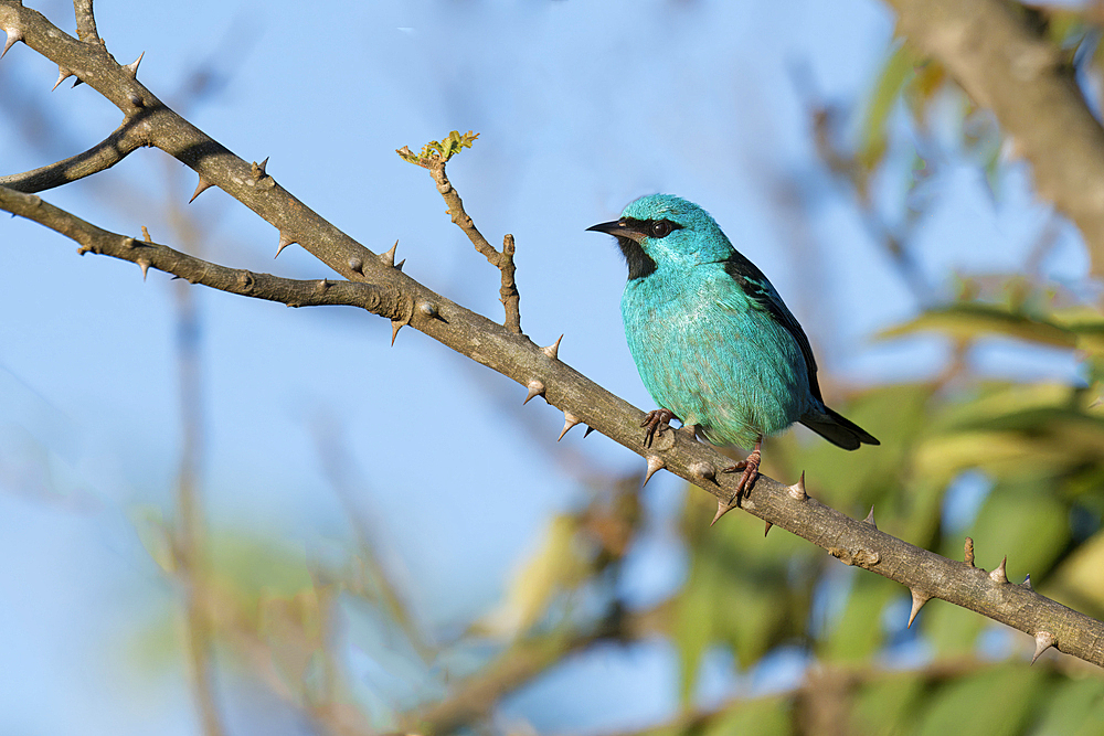 Male Blue Dacnis (Dacnis cayana) Thraupidae family, Passeriformes order, on a branch, Serra da Canastra National Park, Minas Gerais, Brazil, South America