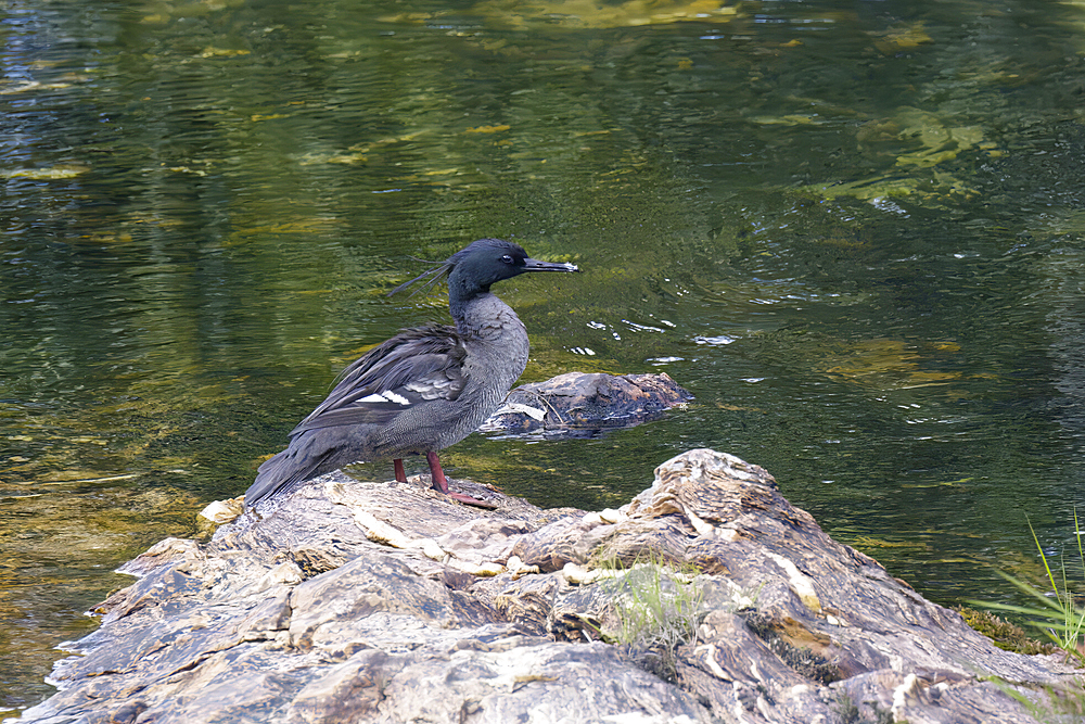 Brazilian merganser (Mergus octosetaceus) on a rock, Serra da Canastra National Park, Minas Gerais, Brazil, South America