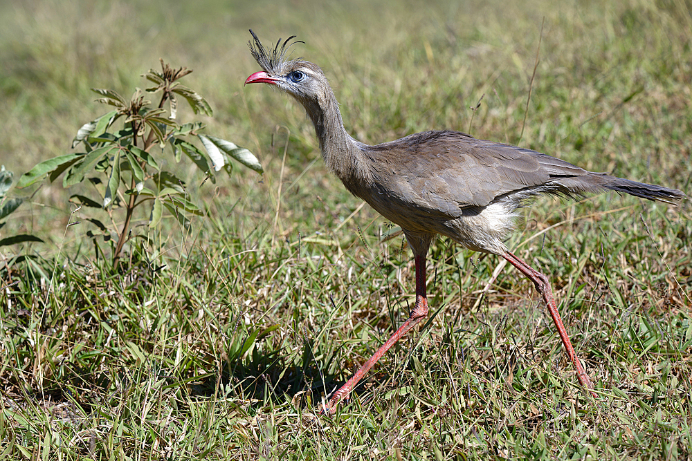 Red-legged Seriema (Crested Seriema) (Cariama cristata) running over grass, Serra da Canastra National Park, Minas Gerais, Brazil, South America