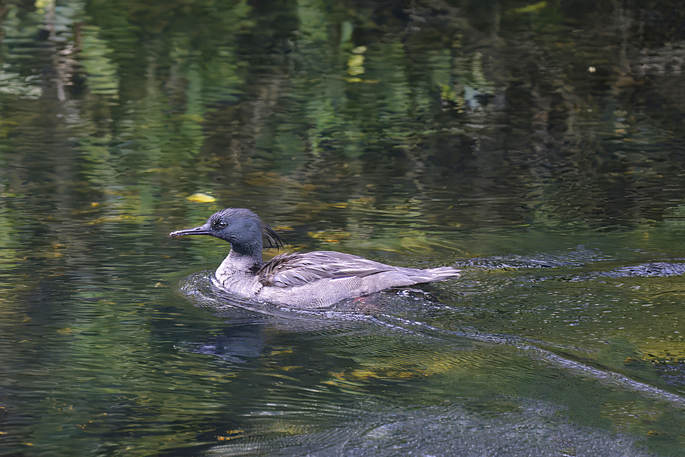 Brazilian merganser (Mergus octosetaceus) swimming in a river, Serra da Canastra National Park, Minas Gerais, Brazil, South America