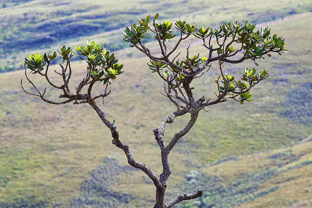 Cerrado tree, Serra da Canastra, Minas Gerais, Brazil, South America