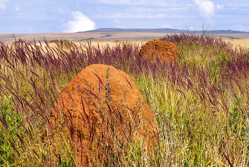 Serra da Canastra landscape with Melinis minutiflora herbs, Capin Melao, and termite mound, Minas Gerais, Brazil, South America