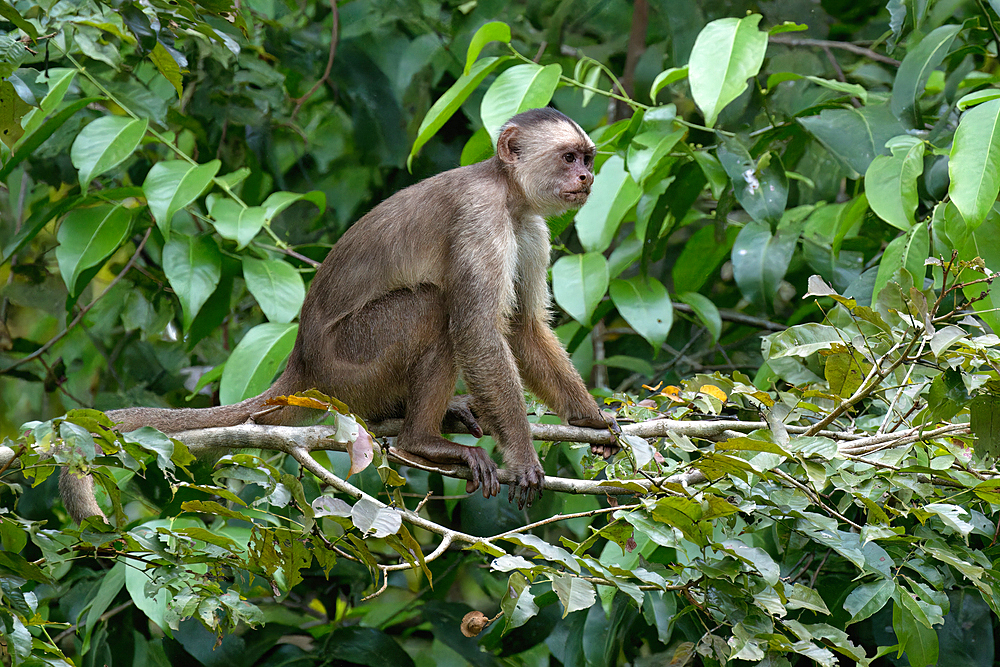 White fronted capuchin monkey (Cebus albifrons), Amazon basin, Brazil, South America