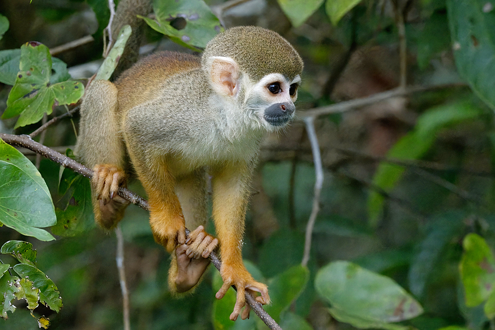 Golden-backed squirrel monkey (Saimiri ustus), Amazon basin, Brazil, South America