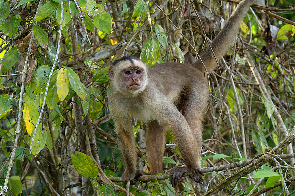 White fronted capuchin monkey (Cebus albifrons), Amazon basin, Brazil, South America