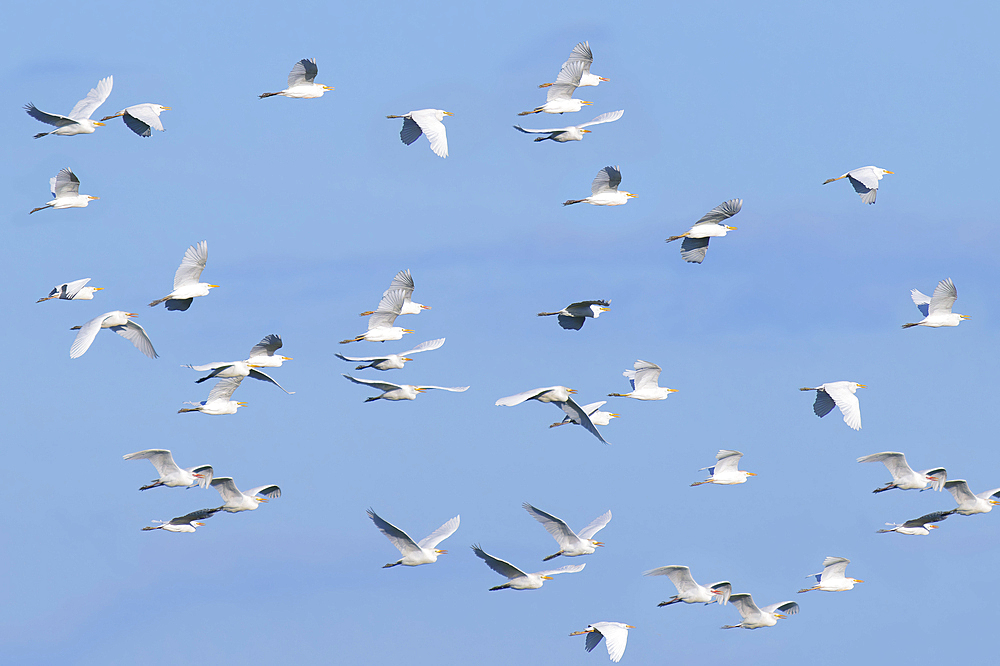 Flock of Western Cattle Egrets (Bubulcus ibis), Amazon Basin, Brazil, South America