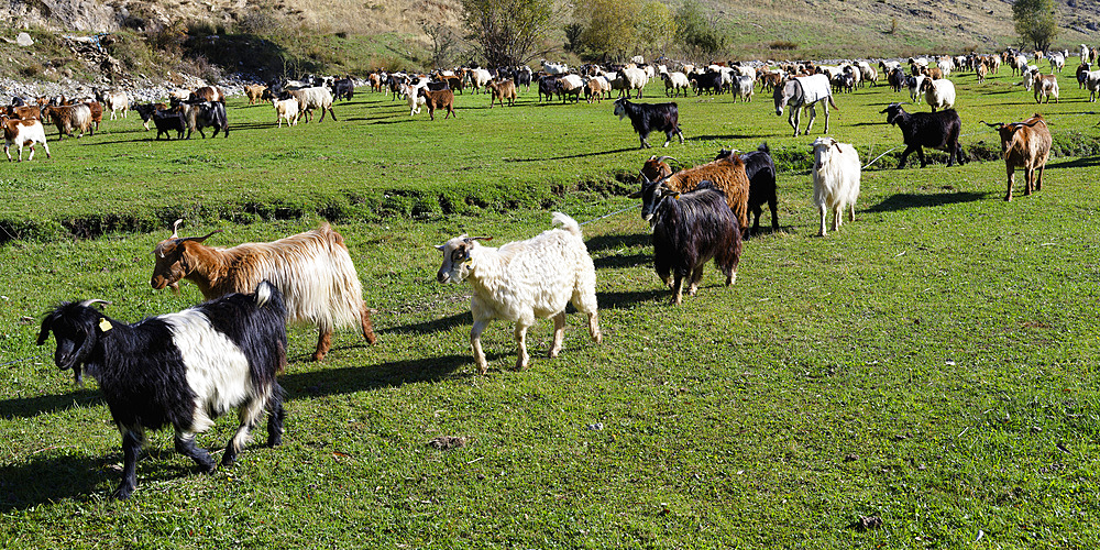 Herd of sheep and goats, Anatolia, Turkey, Asia Minor, Asia