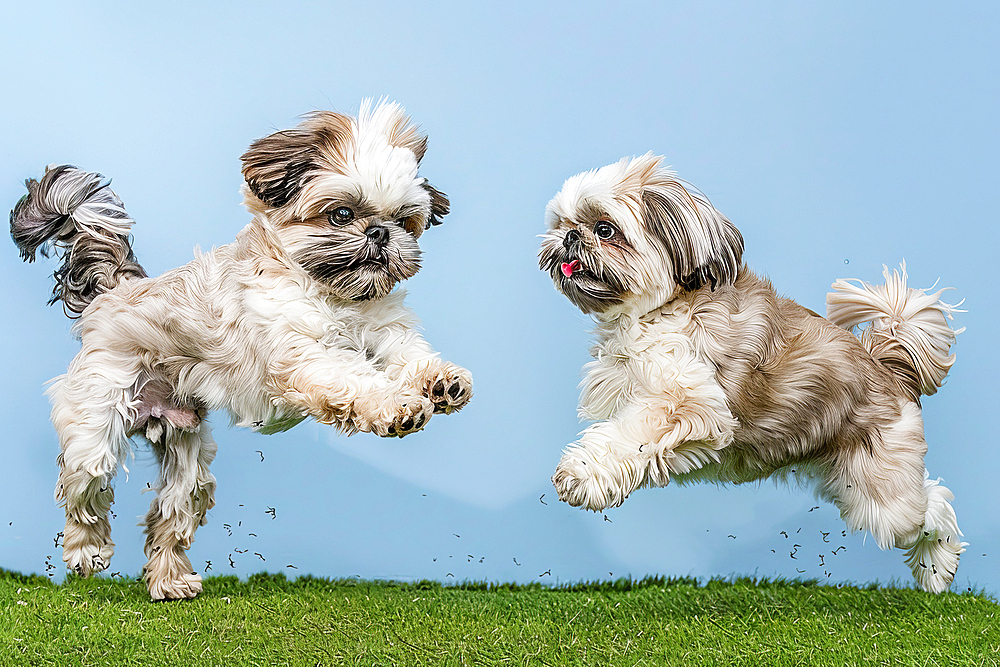 AI generated image of Two cute Shih Tzu pups playing and springing together