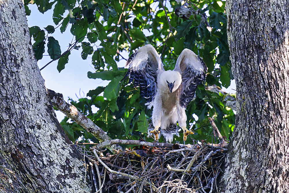 Four month old Harpy eagle chick (Harpia harpyja), testing its wings in the nest, Alta Floresta, Amazon, Brazil, South America