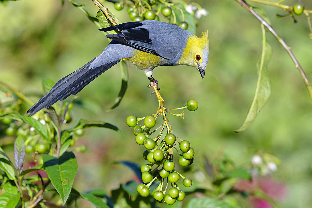 Long-tailed Silky-flycatcher, Ptiliogonys caudatus feeding on Twoleaf nightshade berries, Costa Rica