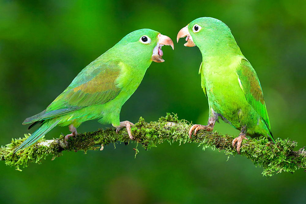 Two Orange-chinned Parakeets (Brotogeris jugularis) quarreling, Costa Rica