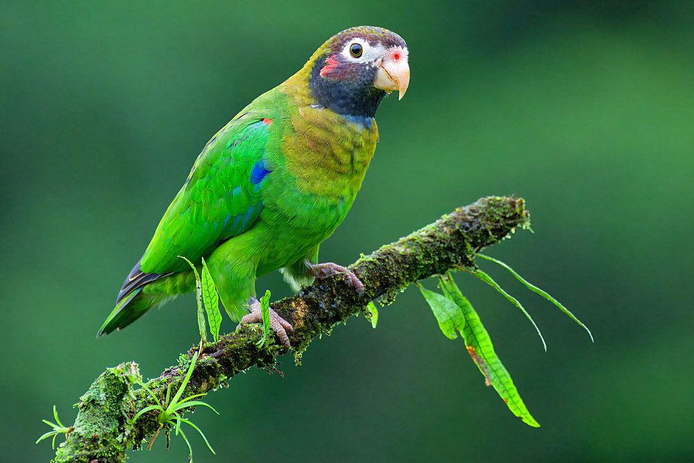 Brown-hooded Parrot (Pyrilia haematotis) sitting on a branch, Costa Rica