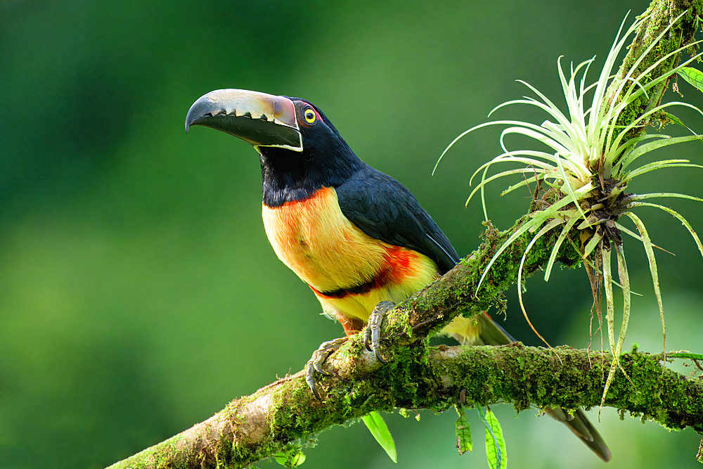 Collared aracari (Pteroglossus torquatus) sitting on a branch, Costa Rica