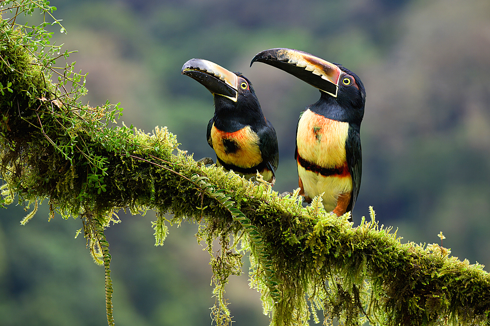 Two Collared aracari (Pteroglossus torquatus) sitting on a mossy branch, Costa Rica