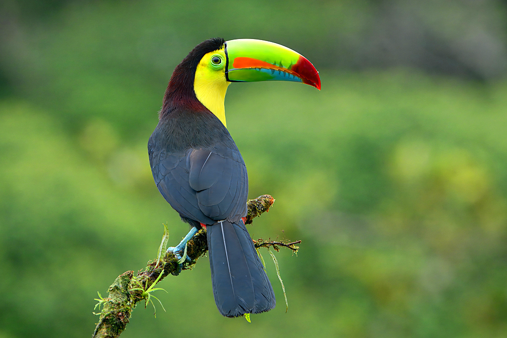 Keel-billed toucan (Ramphastos sulfuratus), sitting on a branch, Costa Rica