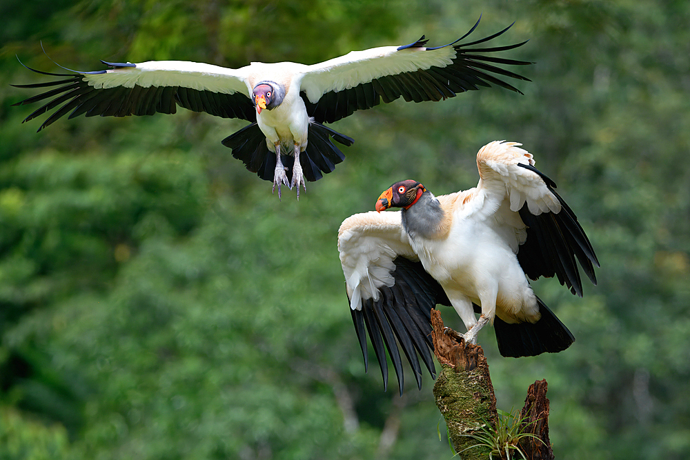 Flying King vulture (Sarcoramphus papa), Costa Rica