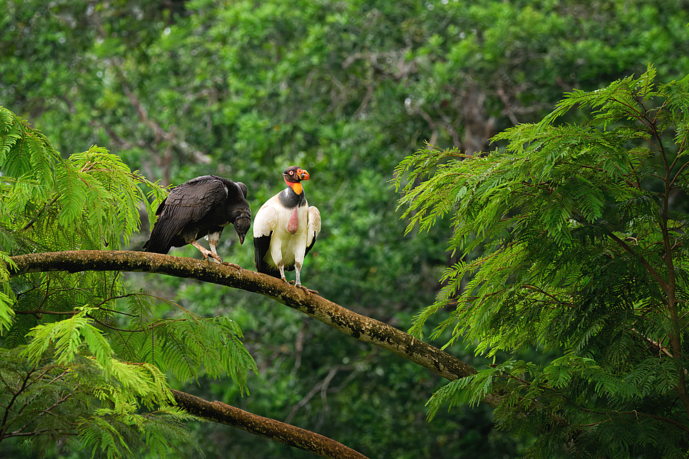 King vulture (Sarcoramphus papa) feeding a chick in a tree, Costa Rica