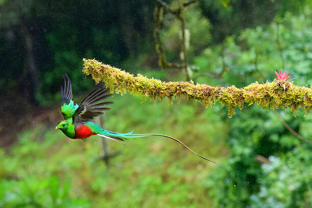 Male Resplendent quetzal (Pharomachrus mocinno) in flight, Costa Rica