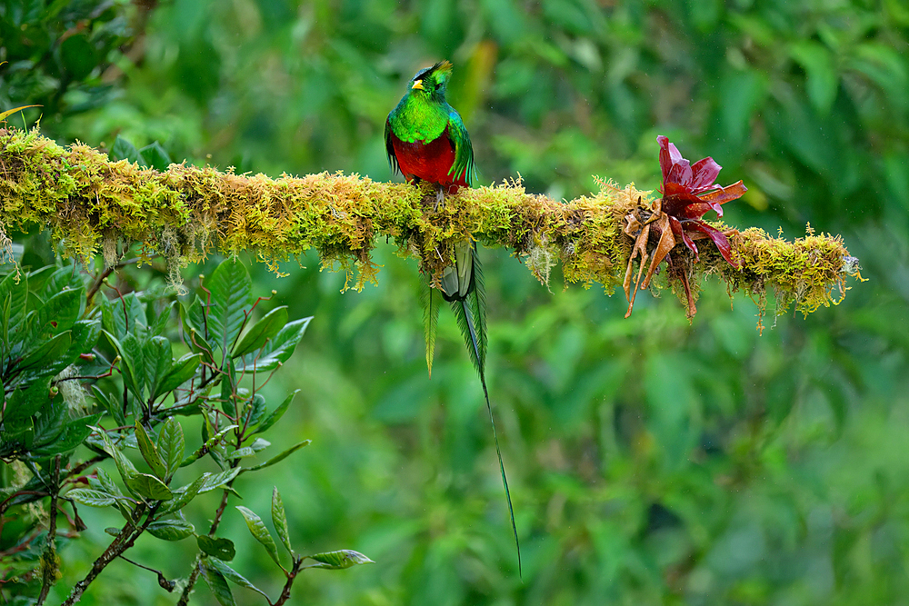 Male Resplendent quetzal (Pharomachrus mocinno) on branch, Costa Rica