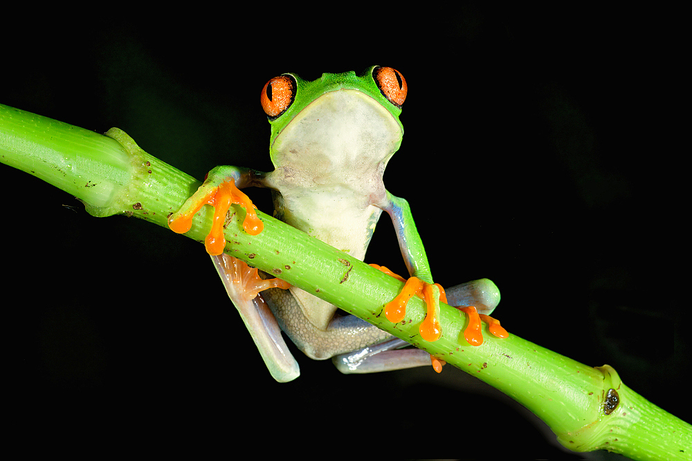 Red-eyed tree frog or red-eyed leaf frog (Agalychnis callidryas) on a branch, Costa Rica