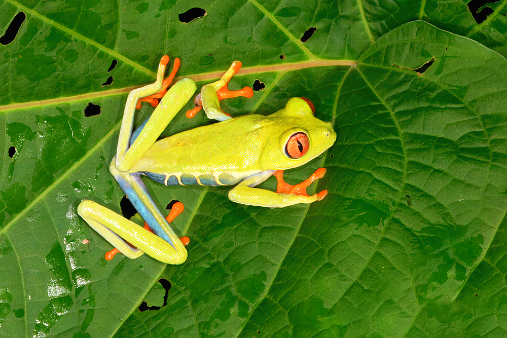 Red-eyed tree frog or red-eyed leaf frog (Agalychnis callidryas) sitting on leaf, Costa Rica