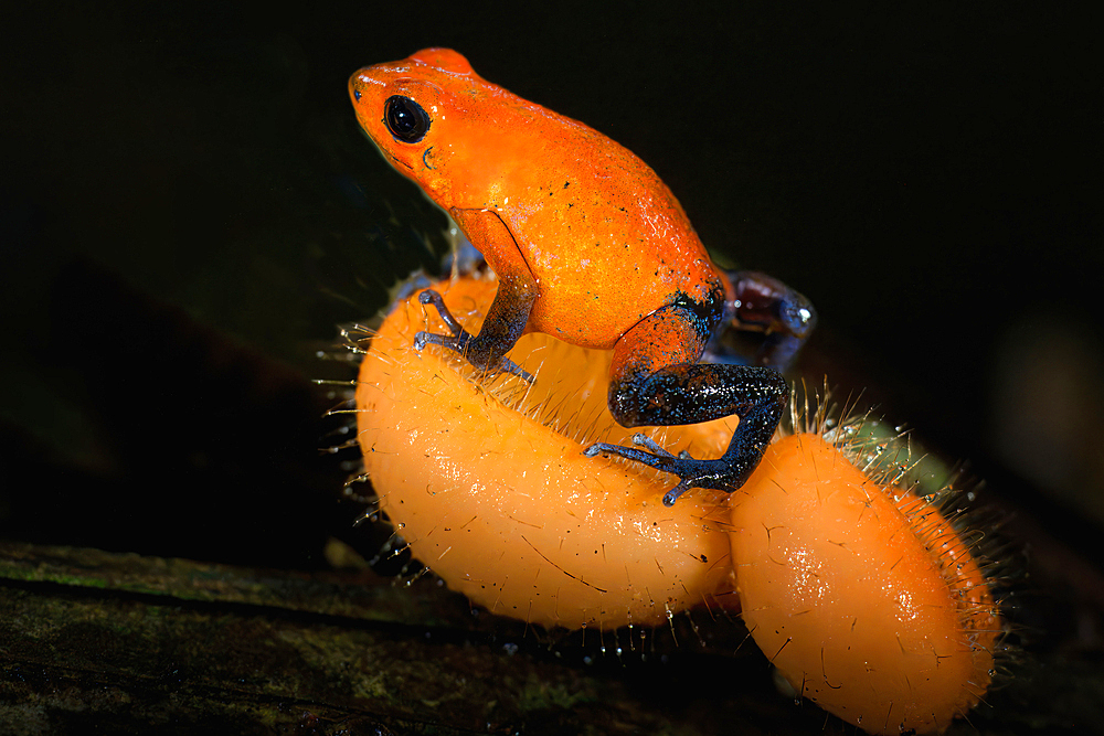 Strawberry poison-dart frog or blue jeans poison frog (Oophaga pumilio), Costa Rica