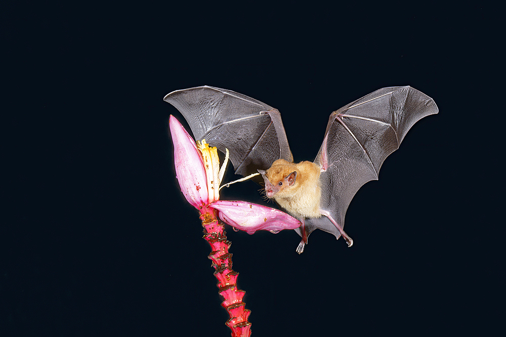 Orange nectar bat (Lonchophylla robusta) hovering and drinking the nectar from a wild red banana plant flower (Musa velutina) in the rain forest, Costa Rica