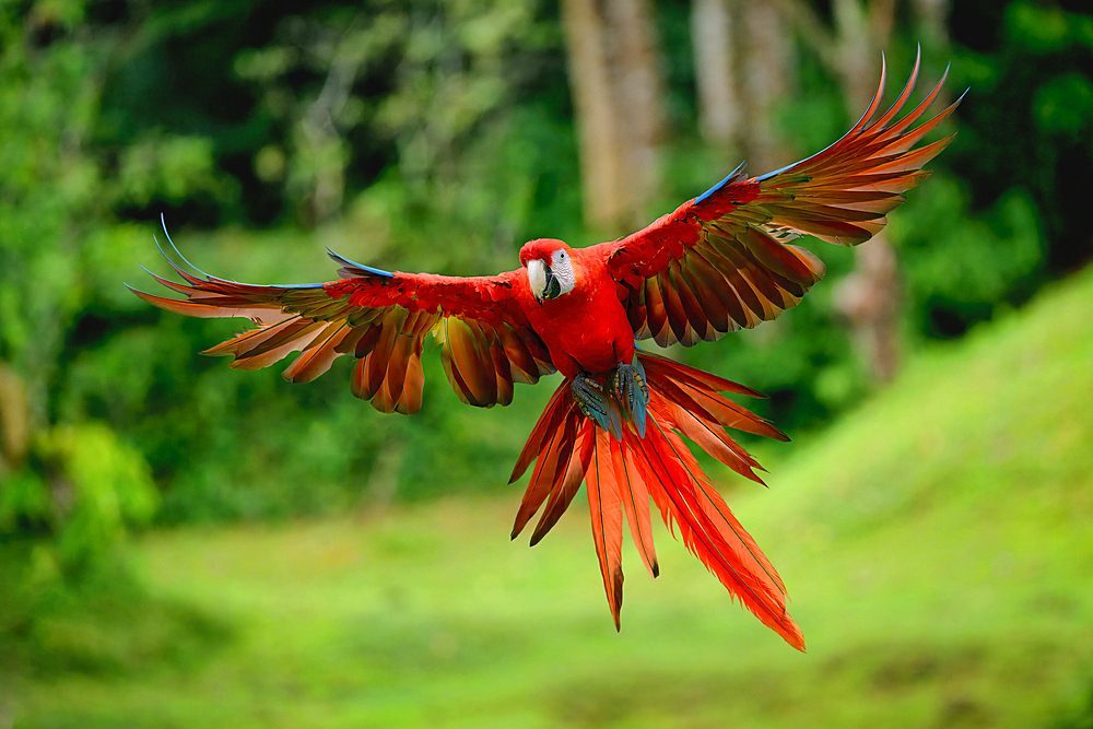 Flying Hybrid Scarlet x Great Green Macaw (Ara macao x militaris), Costa Rica