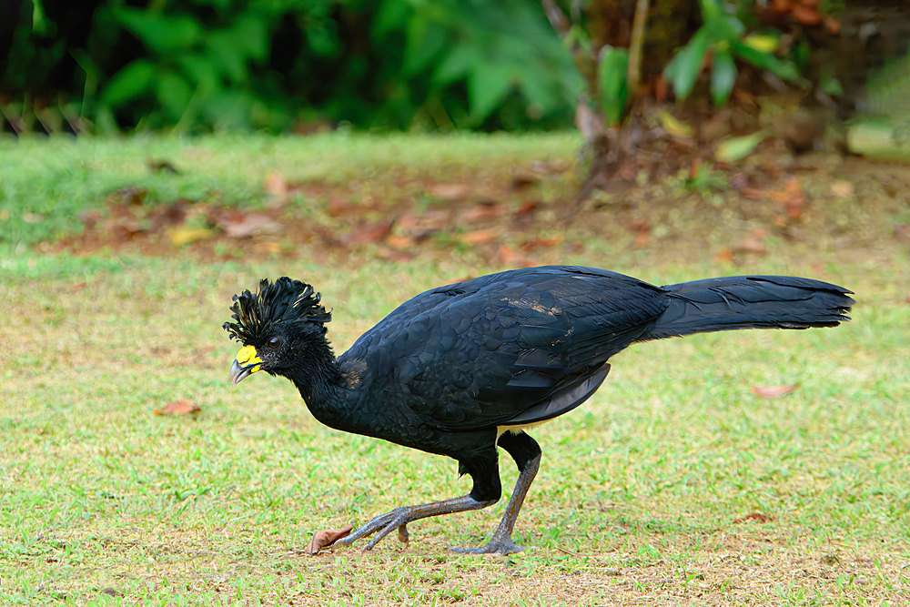 Male Great Curassow (Crax rubra) walking on grass, Costa Rica