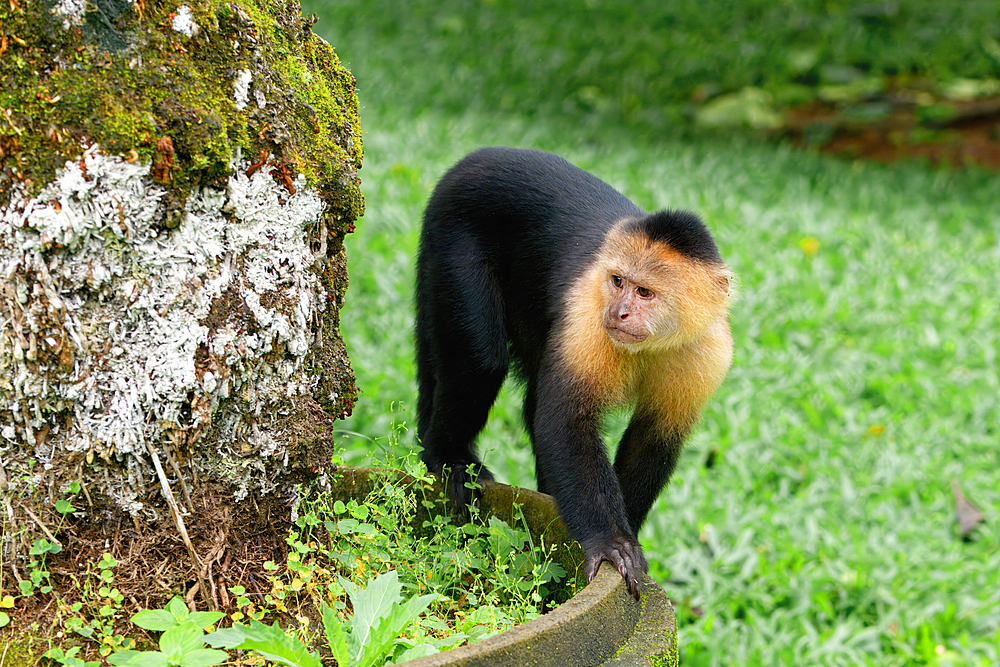 Panamanian white-faced capuchin (Cebus imitator), Costa Rica