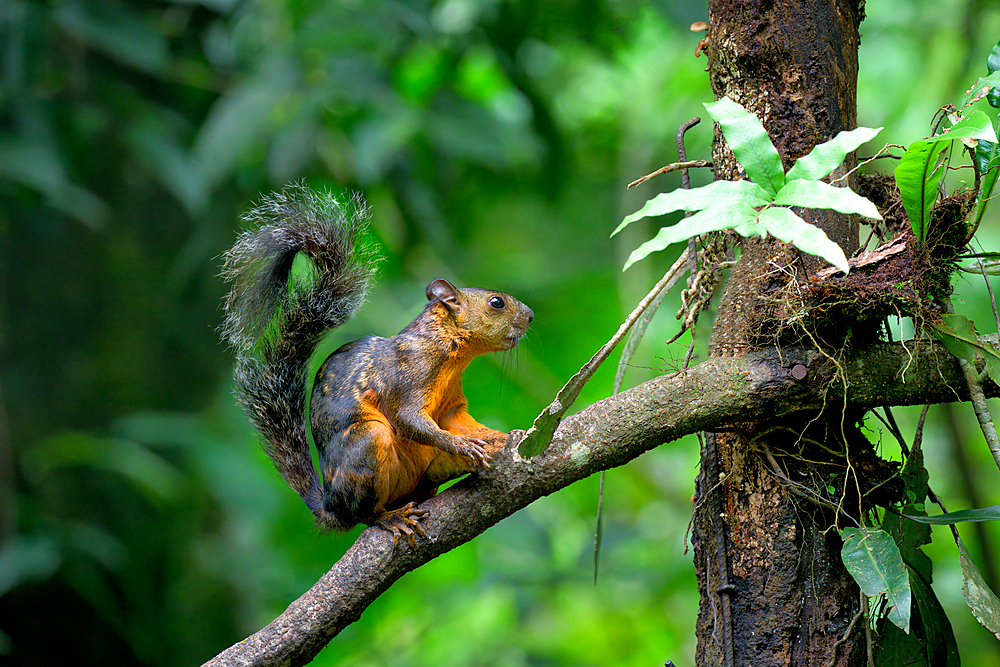 Variegated squirrel (Sciurus variegatoides) climbing on a branch, Costa Rica