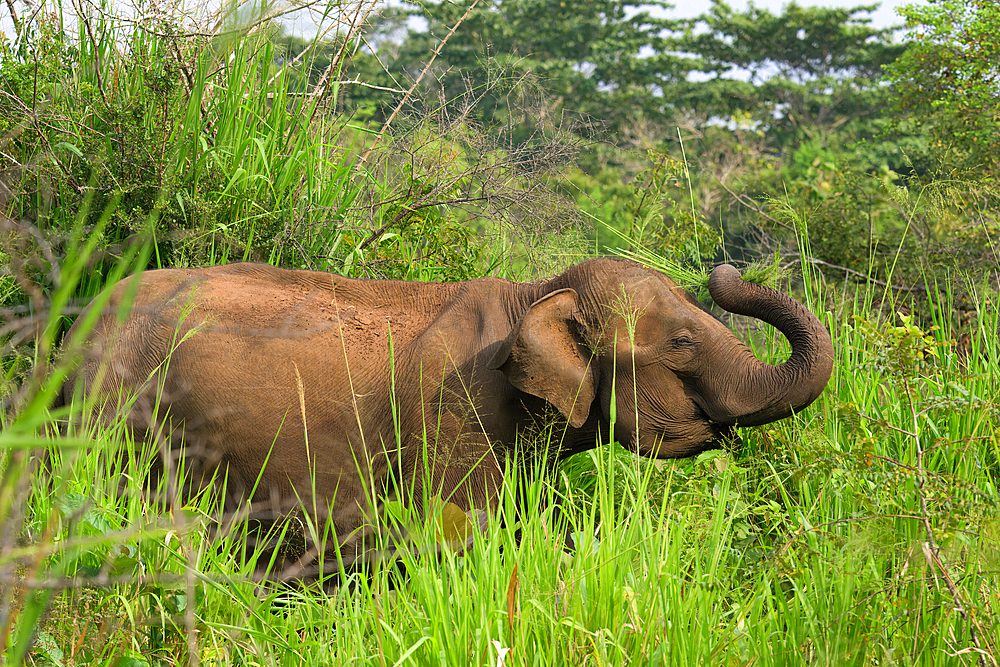 Sri Lankan elephant (Elephas maximus maximus) walking through high grass, Hurulu Forest Reserve, Sri Lanka