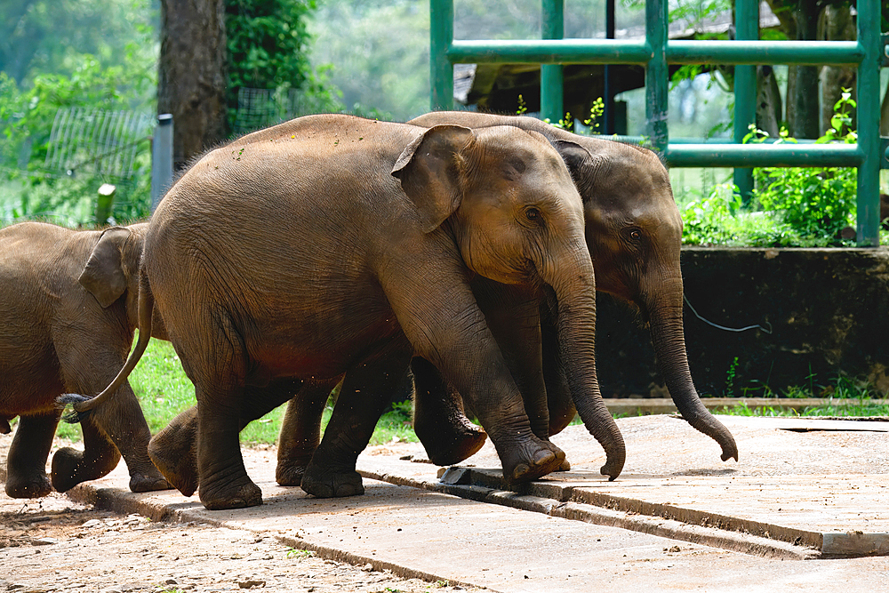 Young orphaned Sri Lankan elephants running to be fed with milk, Pinnawala Elephant Orphanage, Kataragama, Sri Lanka